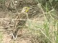 Yellow-throated Longclaw Yellow-throated Longclaw