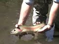 Golden Trout Flyfishing