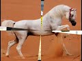 psa pur sang arabe arabian horse cheval