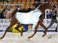 cheval arabe