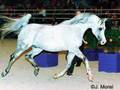 cheval arabe