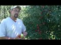 Shihata Apple Orchard, Crafts & Festival Shihata Apple Orchard, Crafts & Festival