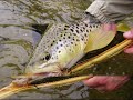 Western Sportfishing: Prairie Creek (Classic) Western Sportfishing: Prairie Creek (Classic)
