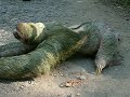 Costa Rica , incroyable traversée d'un paresseux !
