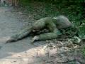 Costa Rica , Incroyable Traversée D un Paresseux !