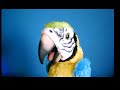 Review: Squawkers McCaw Robot Parrot Review: Squawkers McCaw Robot Parrot