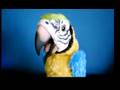 Review: Squawkers McCaw Robot Parrot