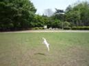 ひなたごっこ 飛ぶ犬編2Youtube(ユーチューブ・ゆーちゅーぶ)・Dailymotion動画
