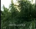 芦苇飘飘1