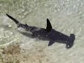 Paradise Island - Hammerhead Shark