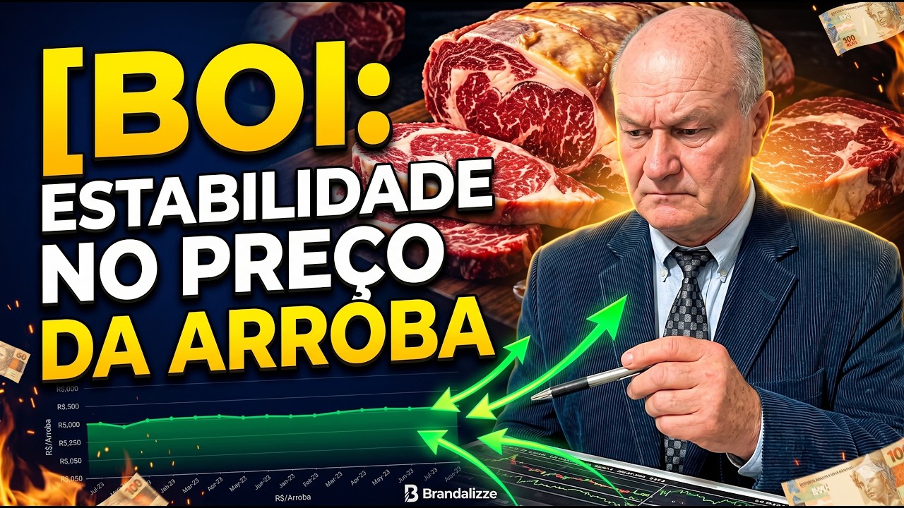 Mercado do Boi: Estabilidade no preço da arroba contrasta com o "boom" nas exportações.