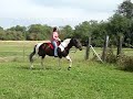 Snoopy, navicular horse