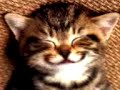 Cute Little Cat says Love in Malay