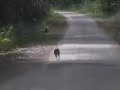 The Energiser Kangaroo