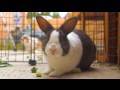 My Dutch Bunny