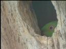 Ring-necked Parakeet