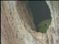 Ring-necked Parakeet