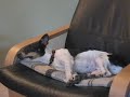 うたう犬動画