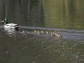Vashti Bunyan - I\ Vashti Bunyan - I\