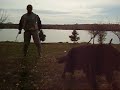 Belgian Shepherd Groenendael -Samba- bite work