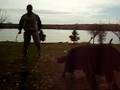 Belgian Shepherd Groenendael -Samba- bite work