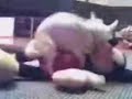 Mickey and the Dog Mickey and the Dog