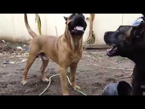presa canario