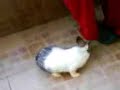 rabbit wesal