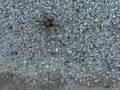 Tarantula (Adult Male)