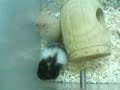 Hamter baby 25 days old
