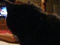 Snoring Drives Zowie Nuts! Snoring Drives Zowie Nuts!