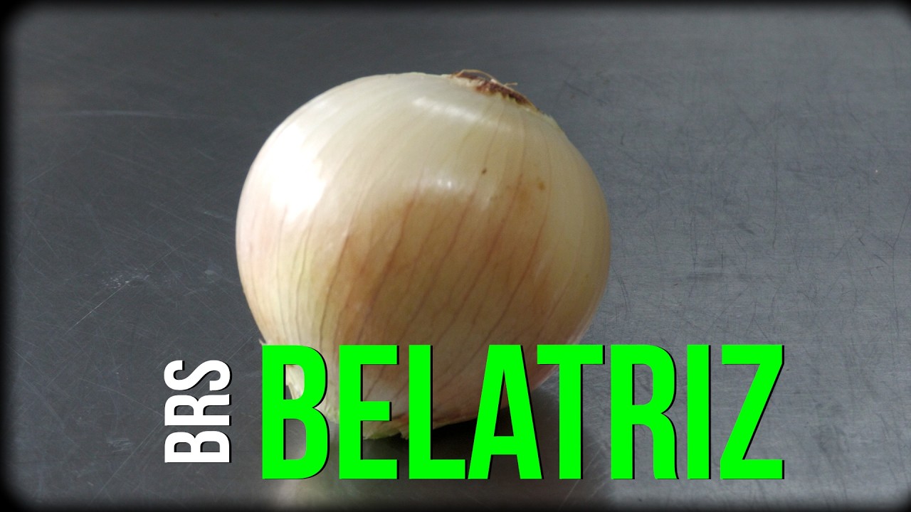 Cebola para plantio de verão