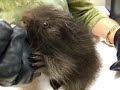 Porcupet aka Baby Porcupine
