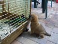 b�b� shiba et perruche