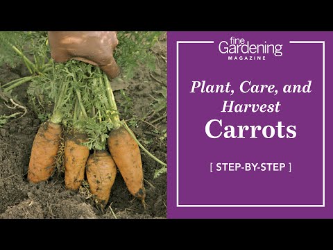 how to harvest seeds from a carrot