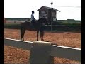 Gemina du Hervip Potra de 3 años cumplidos el 30 de Junio de 2008 Hija de Femina du tot y Gervantus