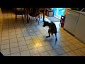 Dog vs Laser pointer