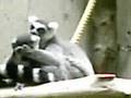 videos de licking leamer
