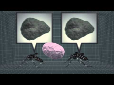 Released - Sign up for a free trial of News Direct's animated news graphics at http://newsdirect.nma.com.tw/Reuters.aspx Scientists have released mosquitoes infected wi...