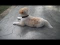 cute & funny dog
