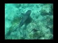 Galapagos Whitetip Reef Shark