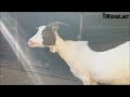 Weird Goat Compilati