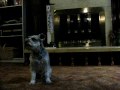 Bang! Count Gunthor Olaf the Miniature Schnauzer Bang! Count Gunthor Olaf the Miniature Schnauzer
