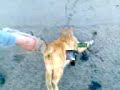 gatito muerto