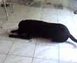 videos de Gastão Augusto 