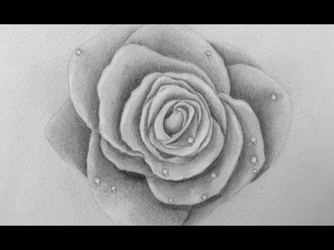 How to Draw a Rose