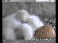Video 3 : 19/04 13u36 Het vijfde ei breekt, het kuiken begint verse lucht te ademen.