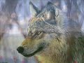 yalniz kurtun mektubu   lonewolfoferciyes  