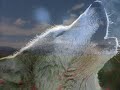 yalniz kurtun mektubu   lonewolfoferciyes  