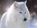 yalniz kurtun mektubu   lonewolfoferciyes  